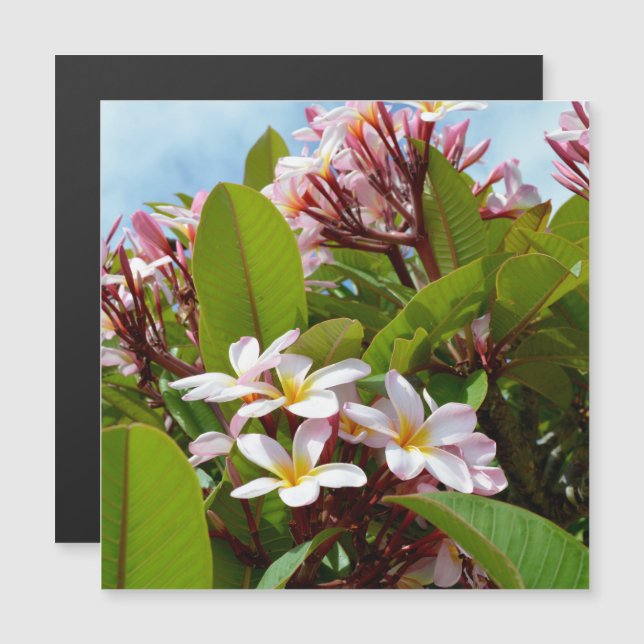 Rosa Splendor, rosa Frangipani blüht auf einem Bau Magnetkarte (Vorne/Hinten)