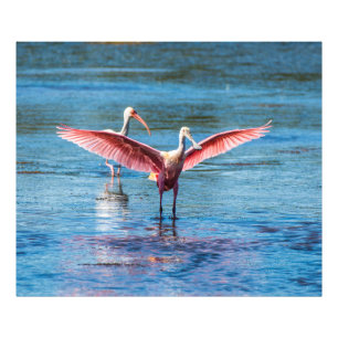 Rosa Spoonbill 48 x 40 Kodak ProFoto Fotodruck
