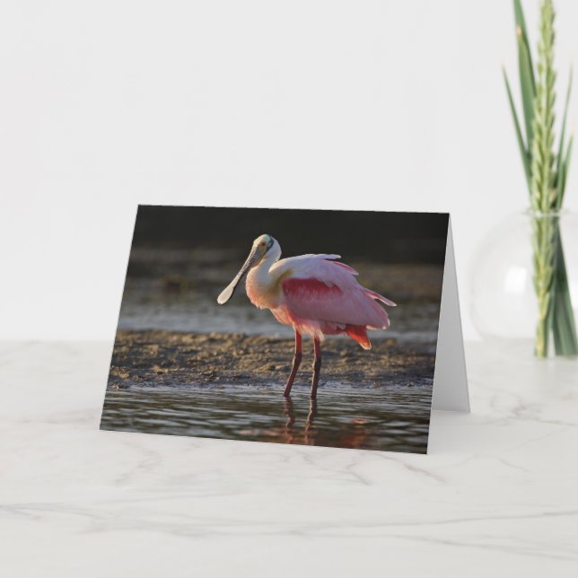 Rosa Spoonbill, Ajaia ajaja, Klingeln-Liebling Karte (Vorderseite)