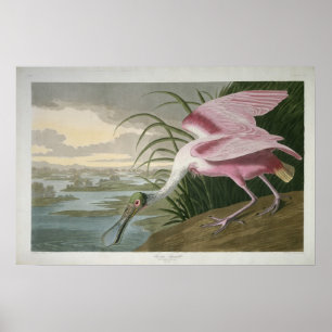 Rosa Spoonbill, Druck 1836 Poster
