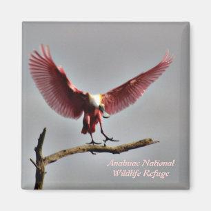 Rosa Spoonbill-Magnet Magnet
