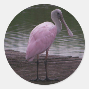Rosa Spoonbill Runder Aufkleber