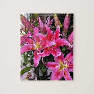 Rosa Stargazer-Lilie