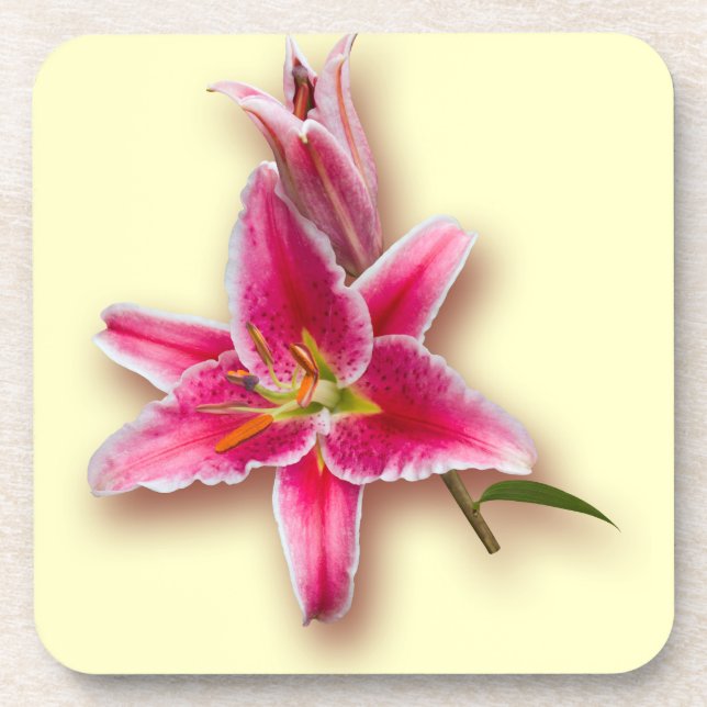 Rosa Stargazer-Lilie und Knospe Getränkeuntersetzer (Vorderseite)