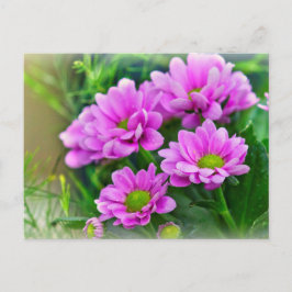 Rosa Sterne Postkarte