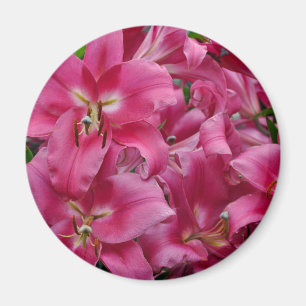 Rosa Sterngazerlilie Magnet