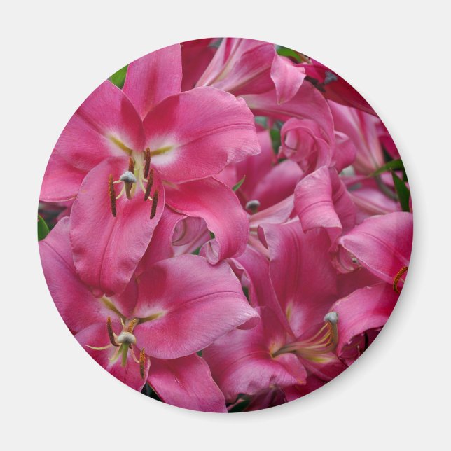 Rosa Sterngazerlilie Magnet (Vorne)