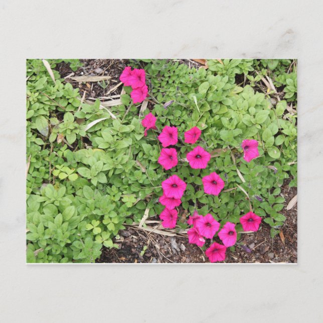 Rosa Stiefmütterchen Postkarte (Vorderseite)