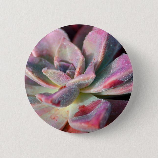 Rosa Succulent Button (Vorderseite)