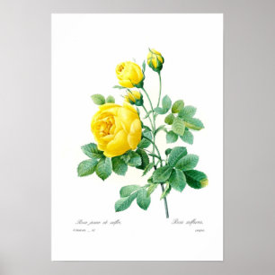 Rosa Sulfurea Poster