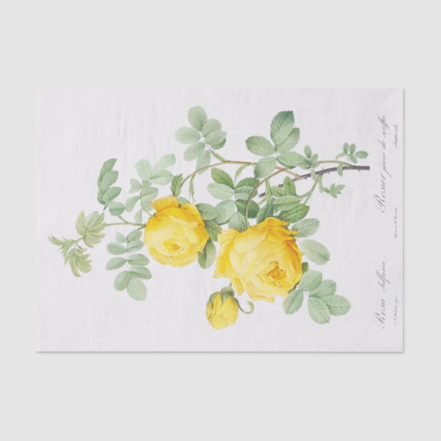 Rosa Sulfurea Seidenpapier (Vorderseite)