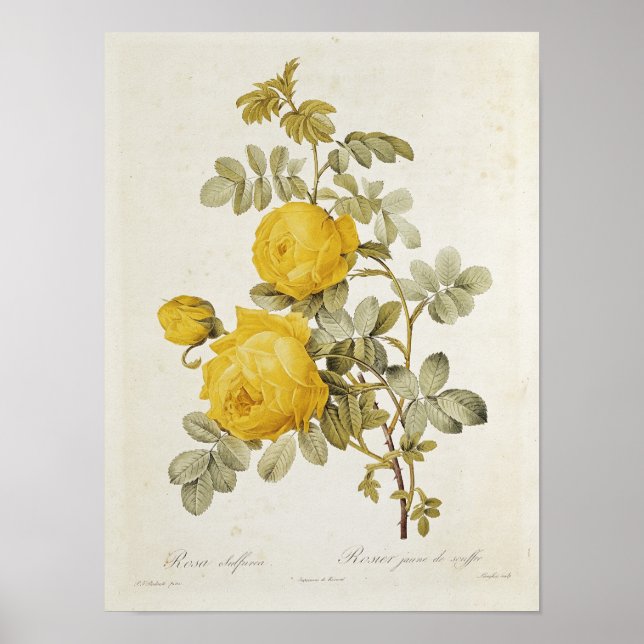Rosa Sulfurea von 'Les Rose Poster (Vorne)