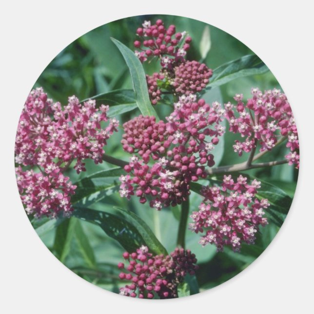 Rosa Sumpfmilkweed (Asclepias Incarnata) Blume Runder Aufkleber (Vorderseite)
