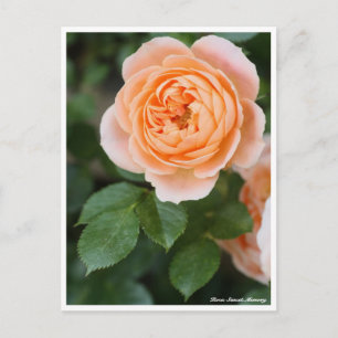 Rosa Sunset Memory: Postkarte