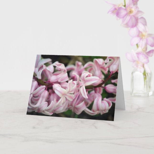 Rosa süß riechend duftender Hyacinth Karte (Orchidee)