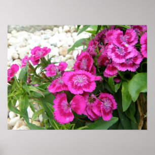 Rosa süßer William-/Dianthus-Blumen-Plakat-Druck Poster