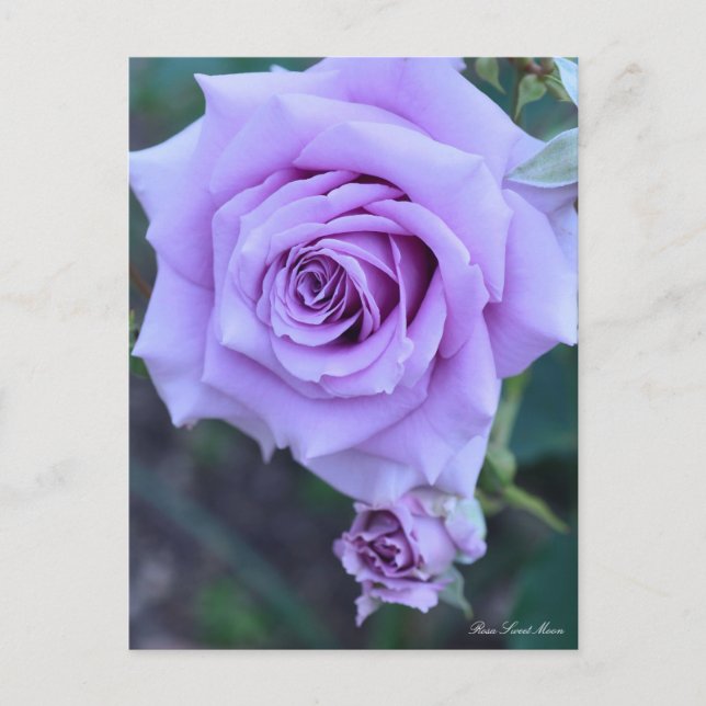 Rosa Sweet Moon: Postcard Postkarte (Vorderseite)