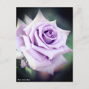 Rosa Sweet Moon Postkarte