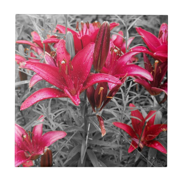 Rosa Taglilien Blume Fliese (Vorderseite)