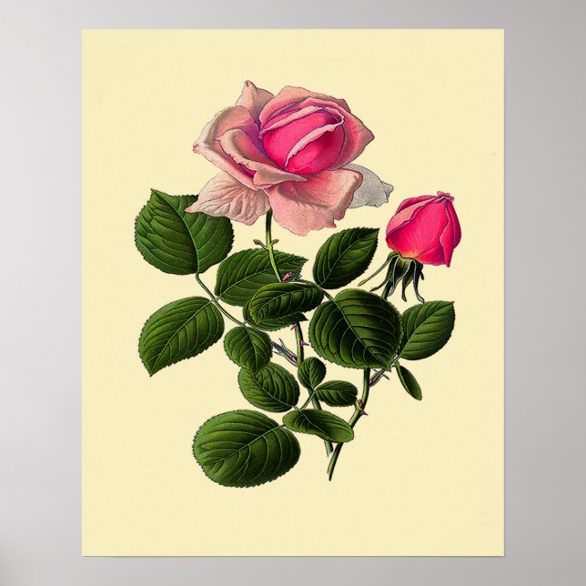 Rosa Teerosen Poster (Vorne)