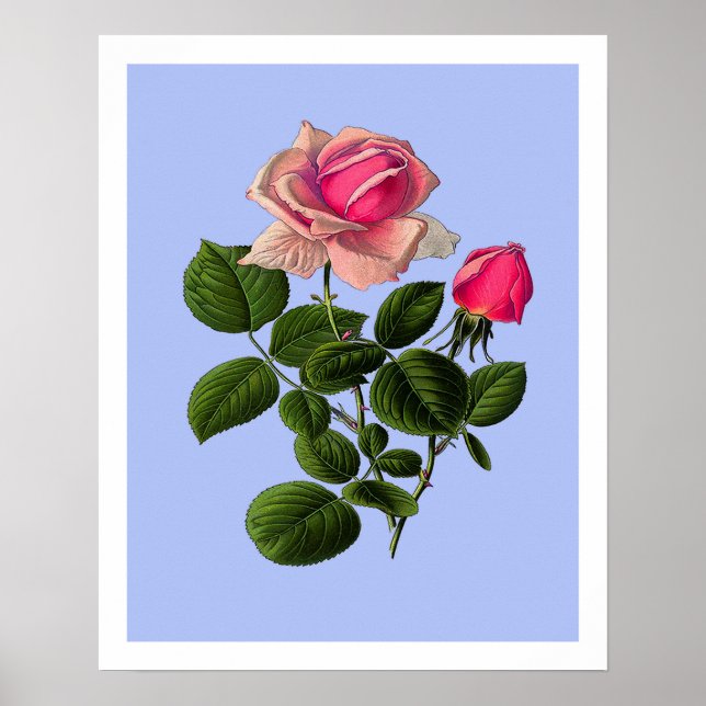 Rosa Teerosen Poster (Vorne)