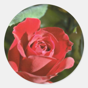 Rosa, teilweise offene Blumen Runder Aufkleber