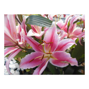 Rosa Tiger-Lilien Fotodruck