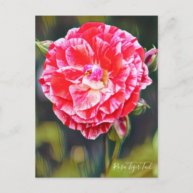 Rosa Tiger Schwanz [Postcard] Postkarte (Vorderseite)
