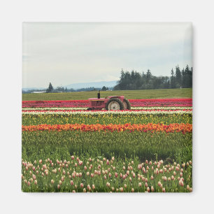 Rosa Traktor in Tulip Field Magnet