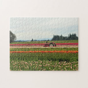 Rosa Traktor in Tulip Field, Oregon