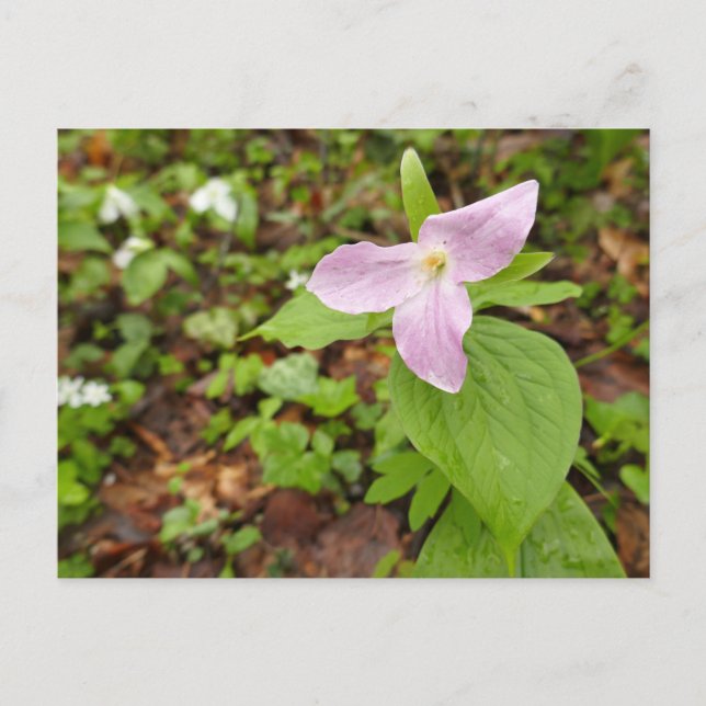 Rosa Trillium Blume Postkarte (Vorderseite)