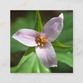 Rosa Trillium-Wildblume im Waldeslicht Quadratische Visitenkarte
