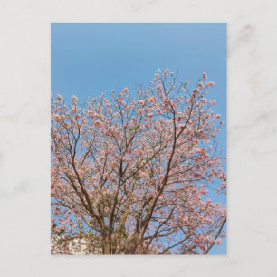 rosa Trompetenbaum in voller Blüte Postkarte