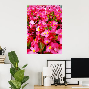 Rosa Tropfen vom Frühling, Begonien, Poster