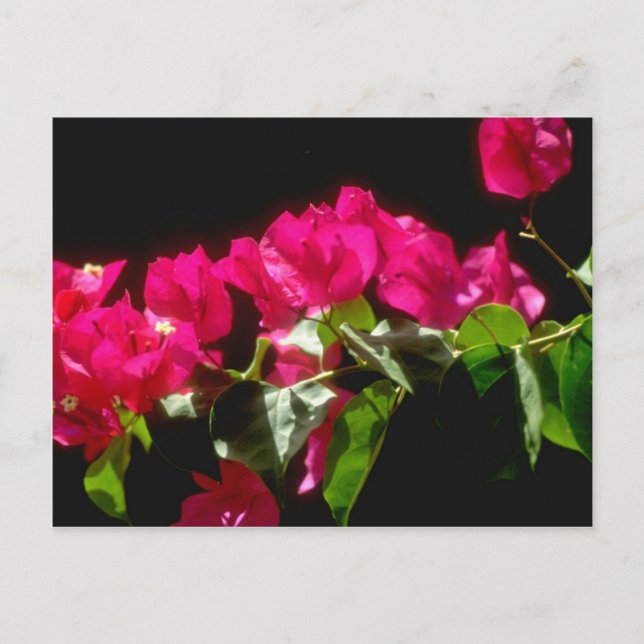 Rosa tropische Blume, Ocho Rios Blume Postkarte (Vorderseite)