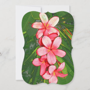 Rosa tropische Frangipani-Kunst