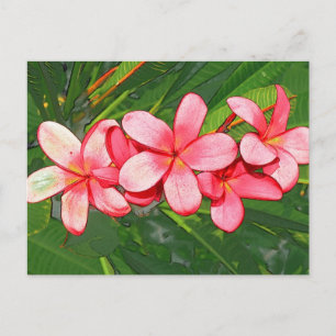 Rosa tropische Frangipani-Kunst Postkarte