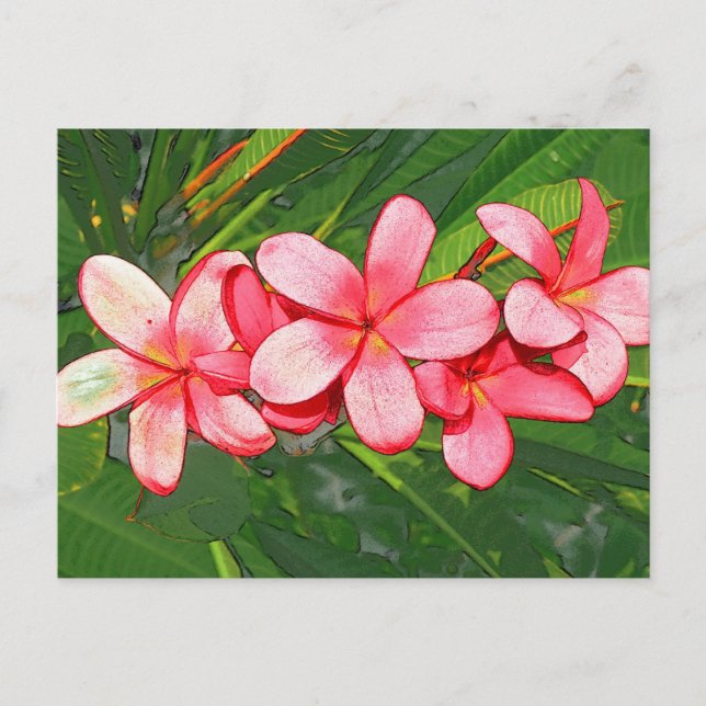 Rosa tropische Frangipani-Kunst Postkarte (Vorderseite)