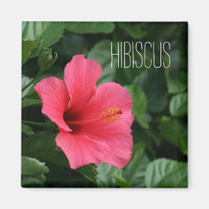 Rosa tropischer Hibiskus-Magnet Magnet