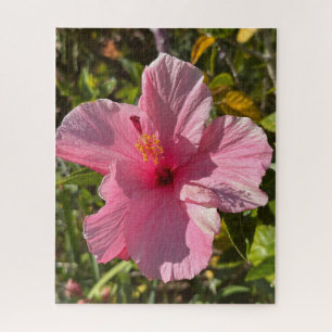 Rosa tropischer Hibiskus, Oakland