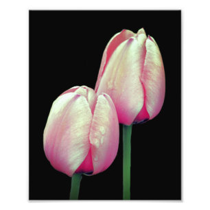 Rosa Tulip-Blume 8x10 Fotodruck