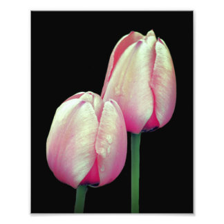 Rosa Tulip-Blume 8x10 Fotodruck