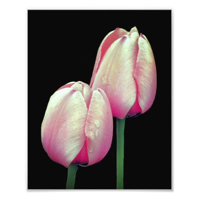 Rosa Tulip-Blume 8x10 Fotodruck (Vorne)