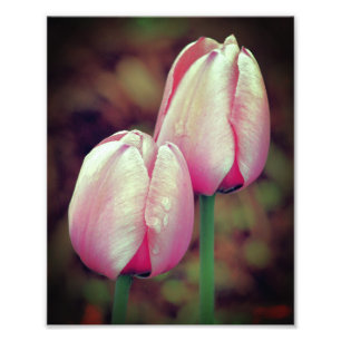 Rosa Tulip-Blume mit Raindrops 8x10 Fotodruck