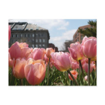 Rosa Tulips in Boston