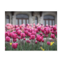 Rosa Tulips in Montreal, Kanada - Postkarte