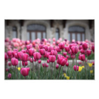 Rosa Tulips - Montreal (Printwerbung)