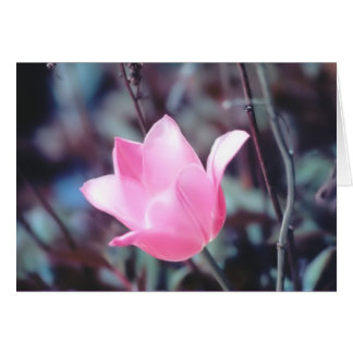 Rosa Tulpe