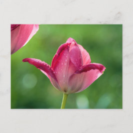 Rosa Tulpe im Morgengrauen Postkarte