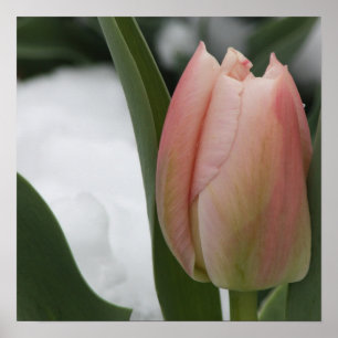 Rosa Tulpe im Schnee Poster